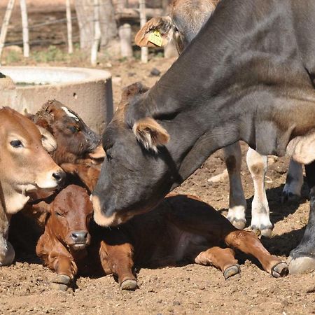 Вилла Haasenhof Gastefarm Окаханджа Экстерьер фото
